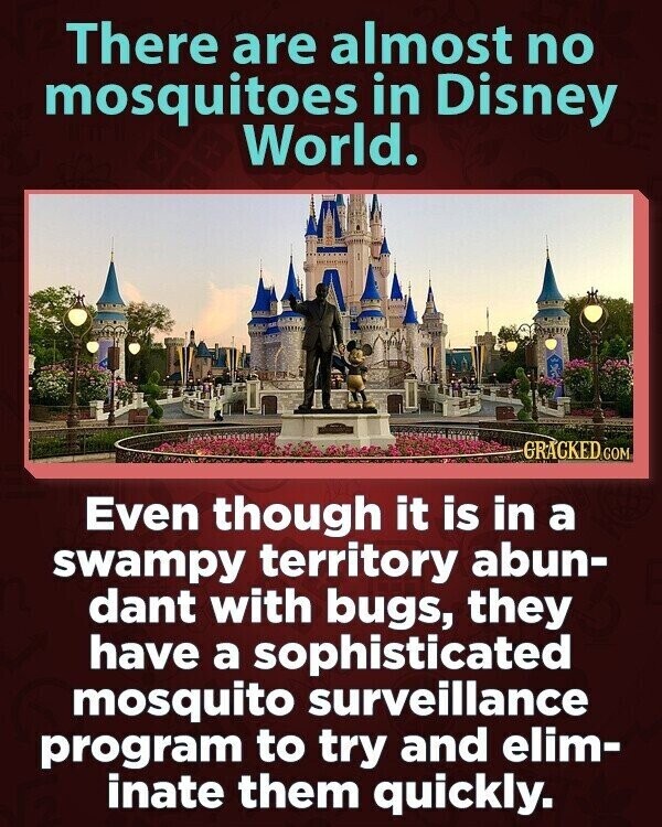 There are almost no mosquitoes in Disney World. GRACKED.COM Even though it is in a swampy territory abun- dant with bugs, they have a sophisticated mosquito surveillance program to try and elim- inate them quickly.