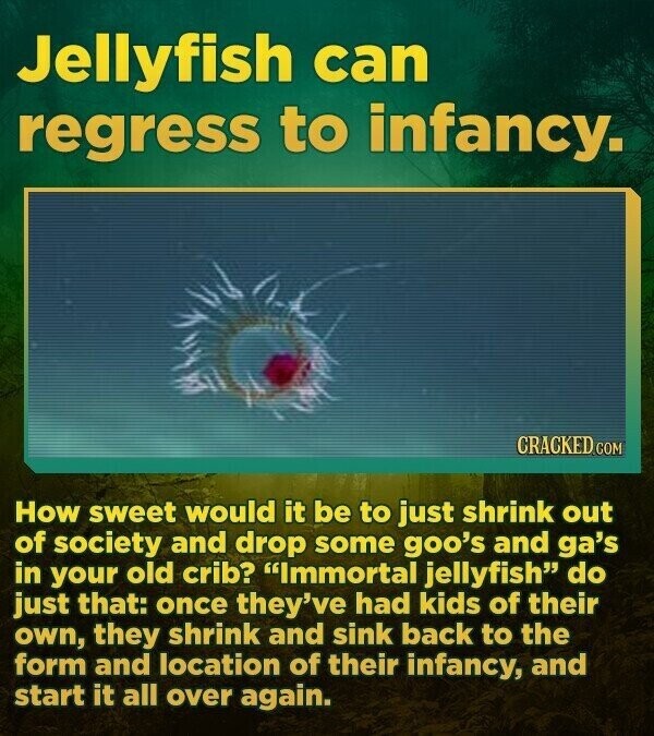 Jellyfish can regress to infancy. CRACKED.COM How sweet would it be to just shrink out of society and drop some goo's and ga's in your old crib? Immortal jellyfish do just that: once they've had kids of their own, they shrink and sink back to the form and location of their infancy, and start it all over again.
