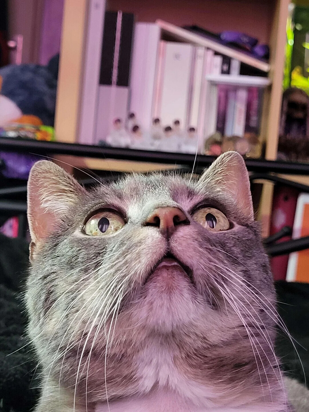 Animals Looking More Smug Than They Deserve to Be