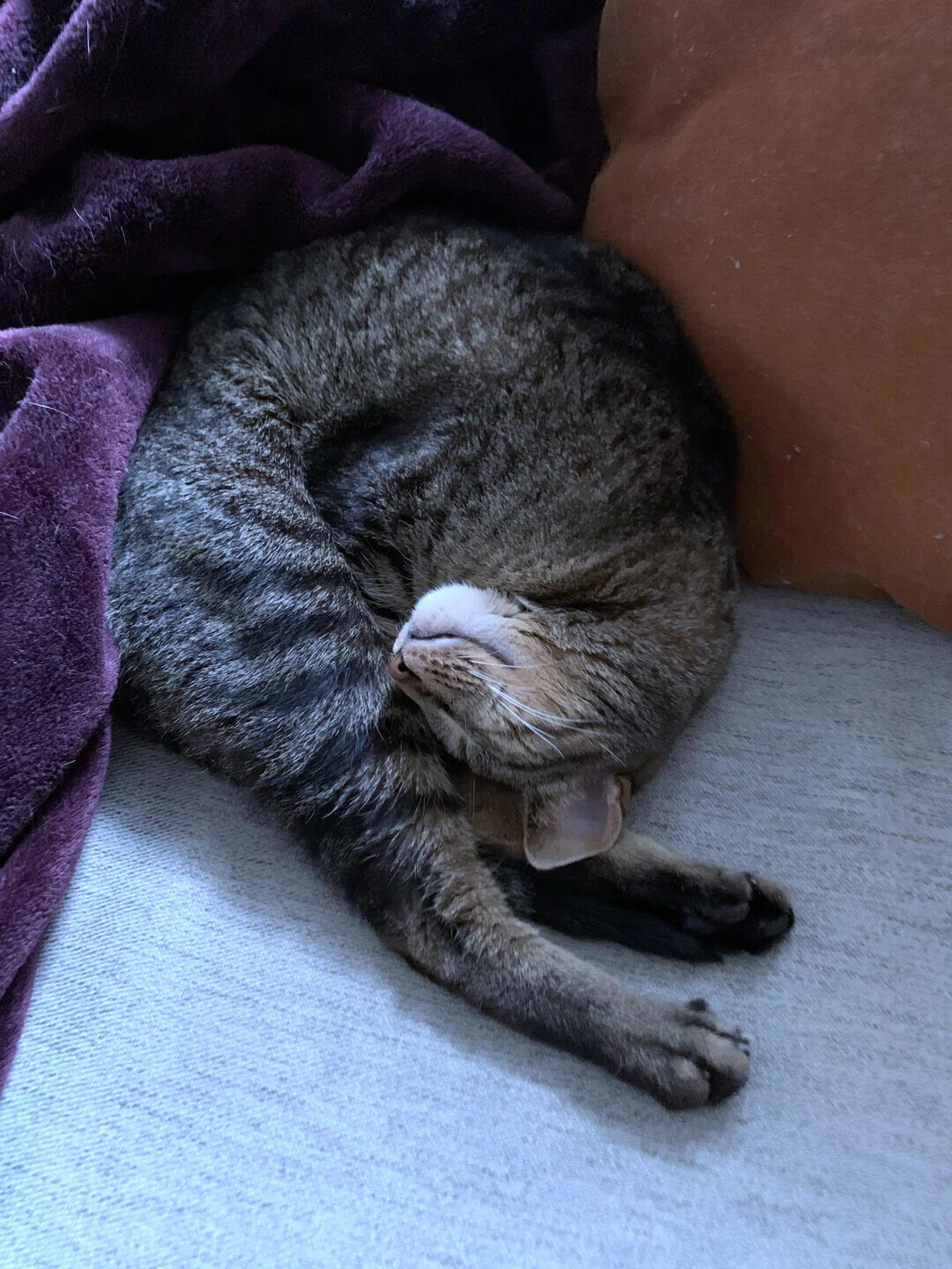 Animals Looking More Smug Than They Deserve to Be