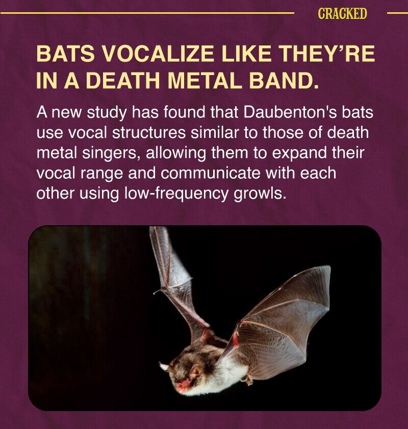 CRACKED BATS VOCALIZE LIKE THEY'RE IN A DEATH METAL BAND. A new study has found that Daubenton's bats use vocal structures similar to those of death metal singers, allowing them to expand their vocal range and communicate with each other using low-frequency growls.