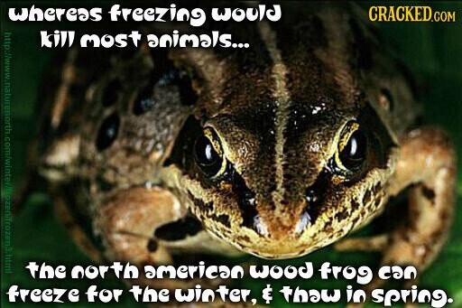 wheress freezing would CRACKED.COM http://www.naturenorth.com/winter/trazen/frozen3.html kill most animals... the north american wood frog eao freeze for the winter, $ than in spring.