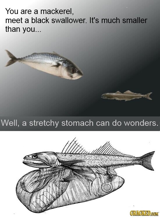 You are a mackerel, meet a black swallower. It's much smaller than you... Well, a stretchy stomach can do wonders. GRAGKED.COM