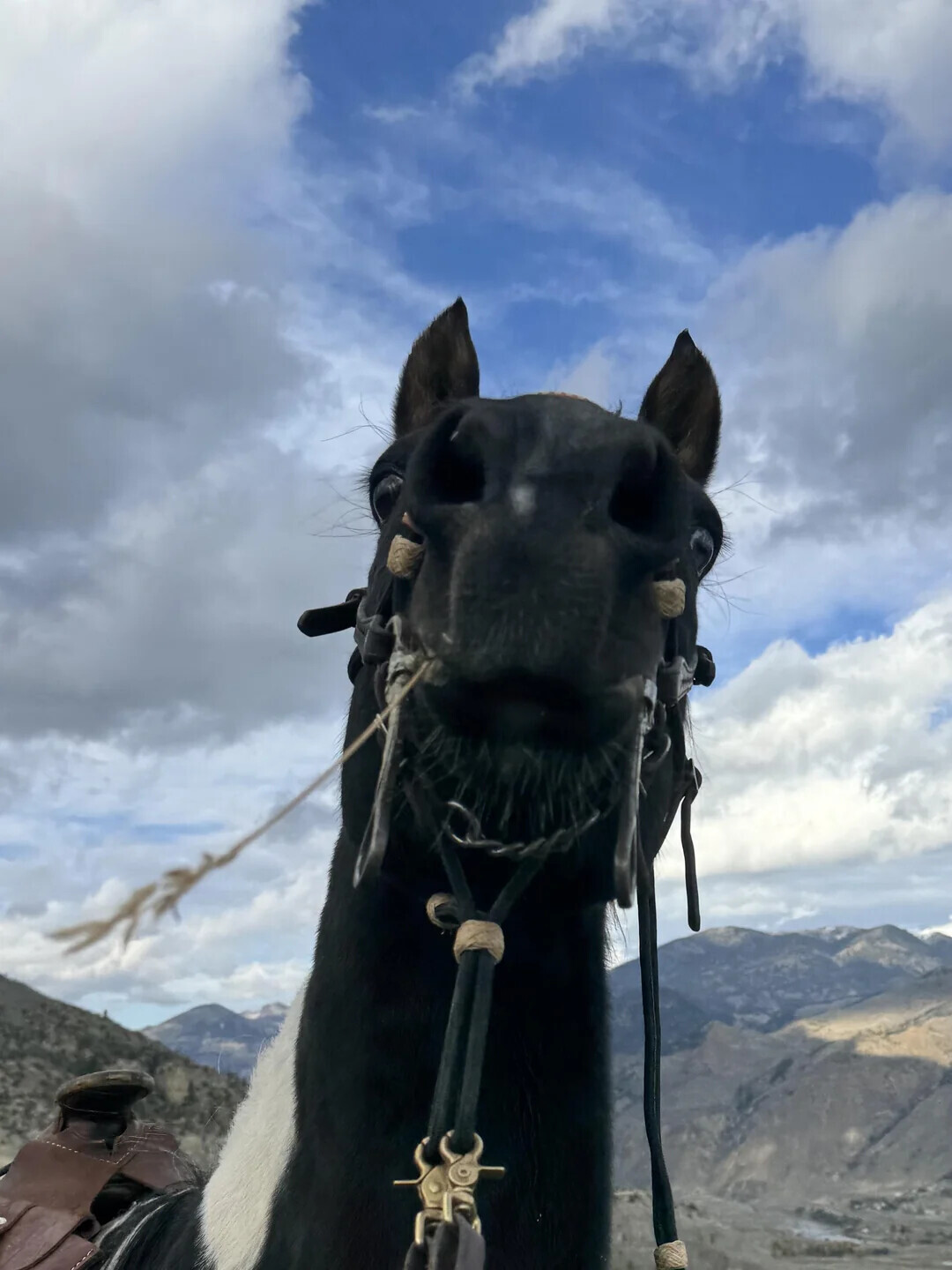 Animals Looking More Smug Than They Deserve to Be