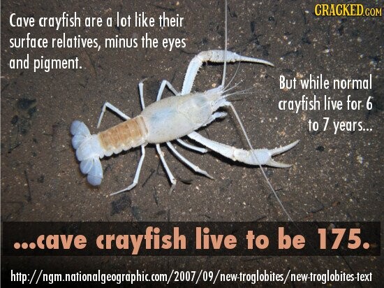 CRACKED.COM Cave crayfish are a lot like their surface relatives, minus the eyes and pigment. But while normal crayfish live for 6 to 7 years... ...cave crayfish live to be 175.