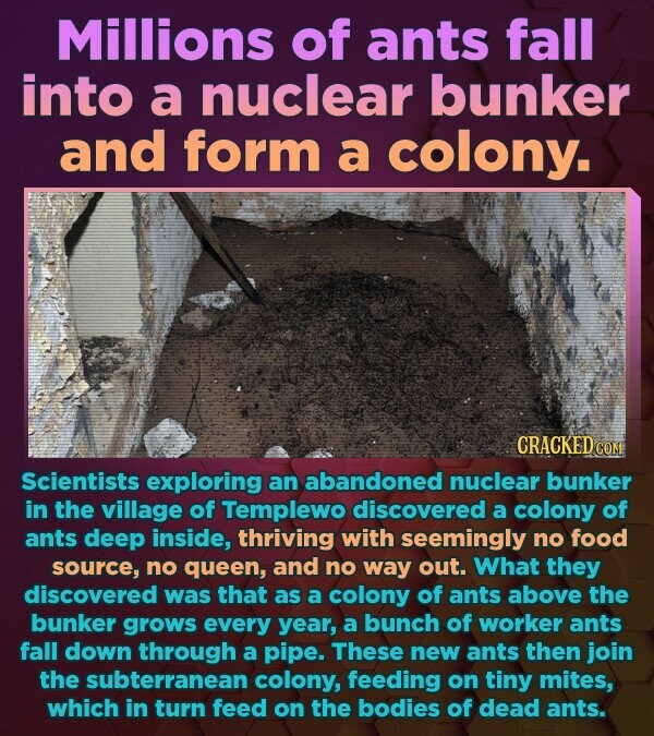 Millions of ants fall into a nuclear bunker and form a colony. CRACKED.COM Scientists exploring an abandoned nuclear bunker in the village of Templewo discovered a colony of ants deep inside, thriving with seemingly no food source, no queen, and no way out. What they discovered was that as a colony of ants above the bunker grows every year, a bunch of worker ants fall down through a pipe. These new ants then join the subterranean colony, feeding on tiny mites, which in turn feed on the bodies of dead ants.