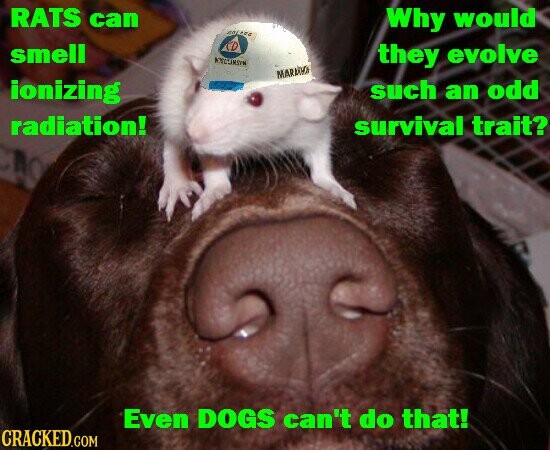 RATS can محكة Why would CD smell KYLUNSYM they evolve MAR ionizing such an odd radiation! survival trait? Even DOGS can't do that! CRACKED.COM
