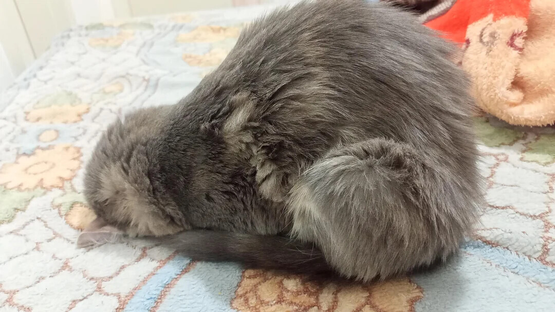 Animals Looking More Smug Than They Deserve to Be