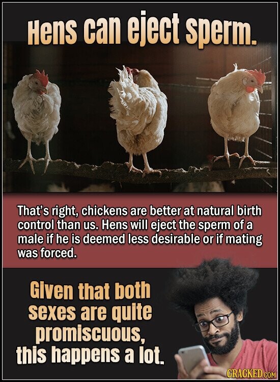 Hens can eject sperm. That's right, chickens are better at natural birth control than us. Hens will eject the sperm of a male if he is deemed less desirable or if mating was forced. Given that both sexes are quite promiscuous, this happens a lot. GRACKED COM