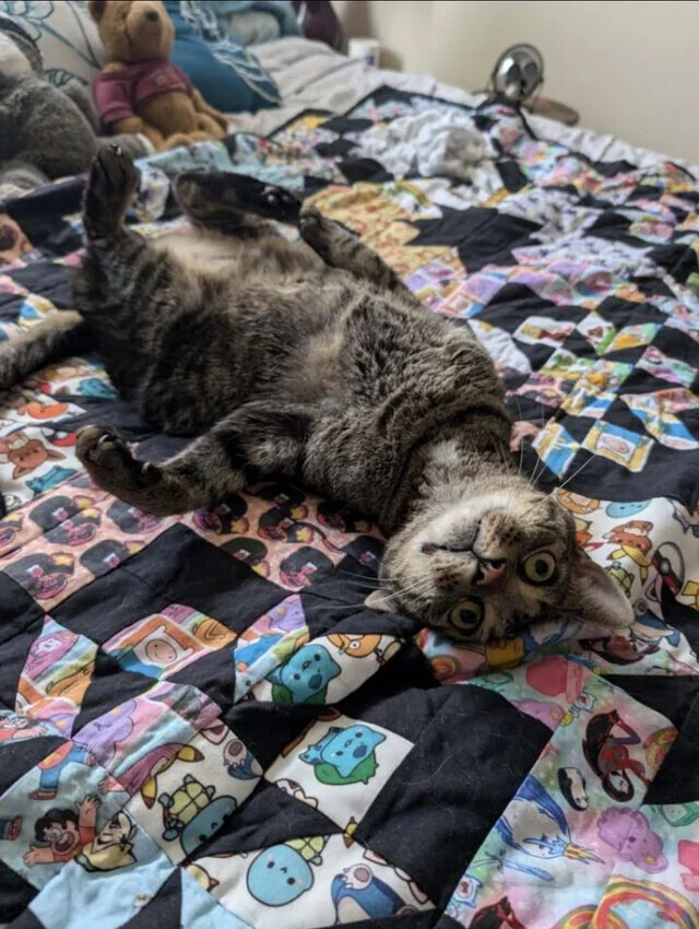 Animals Looking More Smug Than They Deserve to Be