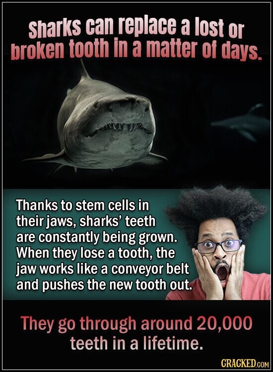 Sharks can replace a lost or broken tooth in a matter of days. Thanks to stem cells in their jaws, sharks' teeth are constantly being grown. When they lose a tooth, the jaw works like a conveyor belt and pushes the new tooth out. They go through around 20,000 teeth in a lifetime. CRACKED.COM
