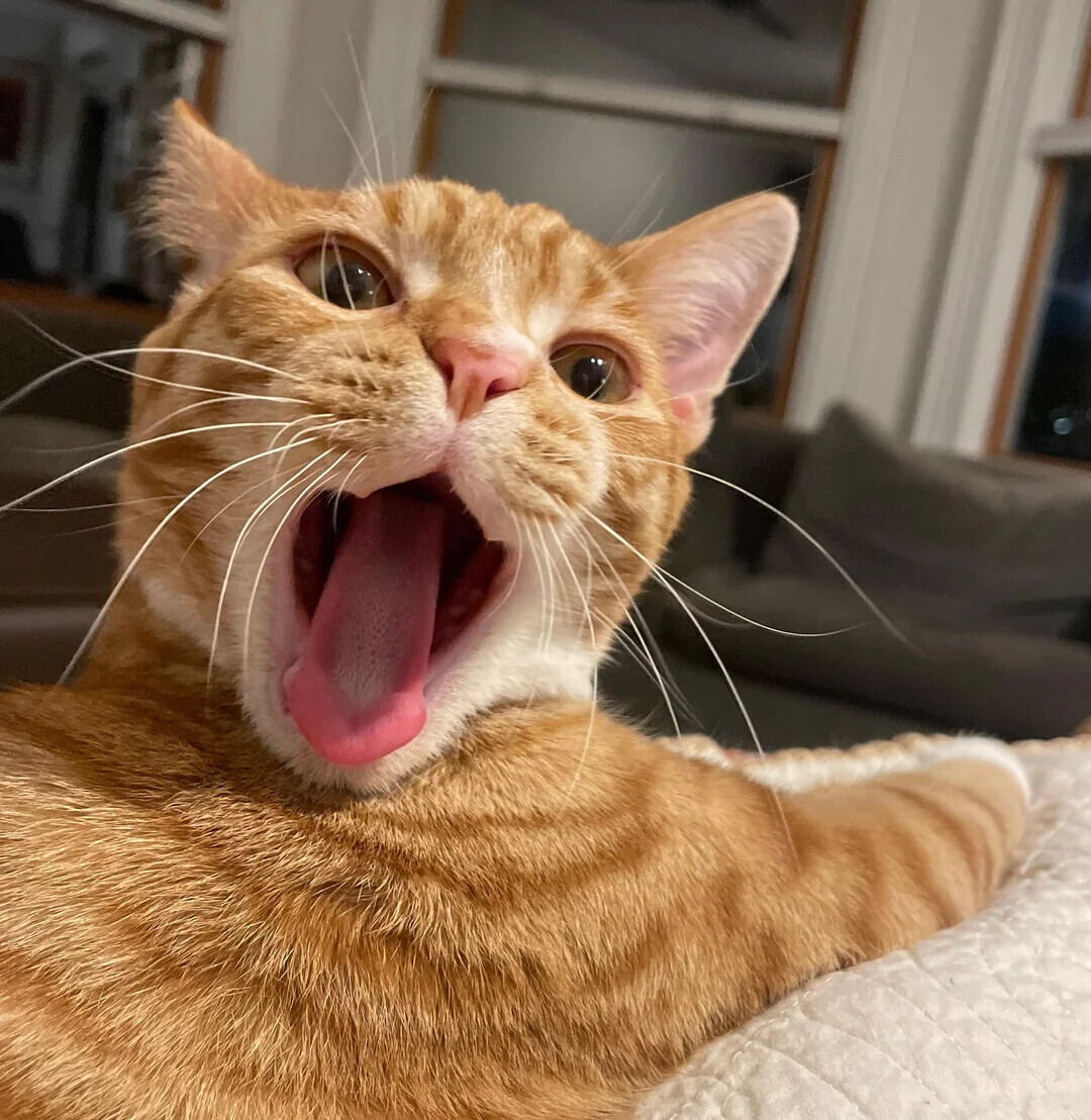 Animals Looking More Smug Than They Deserve to Be