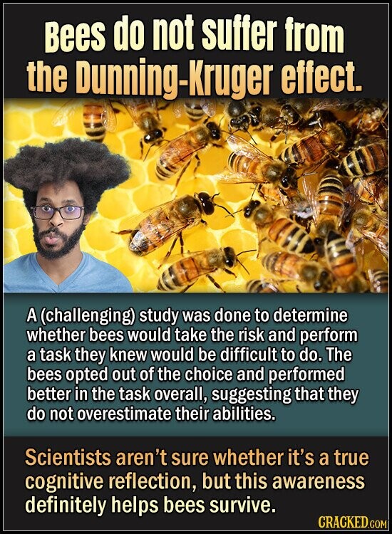 Bees do not suffer from the Dunning-Kruger effect. A (challenging) study was done to determine whether bees would take the risk and perform a task they knew would be difficult to do. The bees opted out of the choice and performed better in the task overall, suggesting that they do not overestimate their abilities. Scientists aren't sure whether it's a true cognitive reflection, but this awareness definitely helps bees survive. CRACKED.COM
