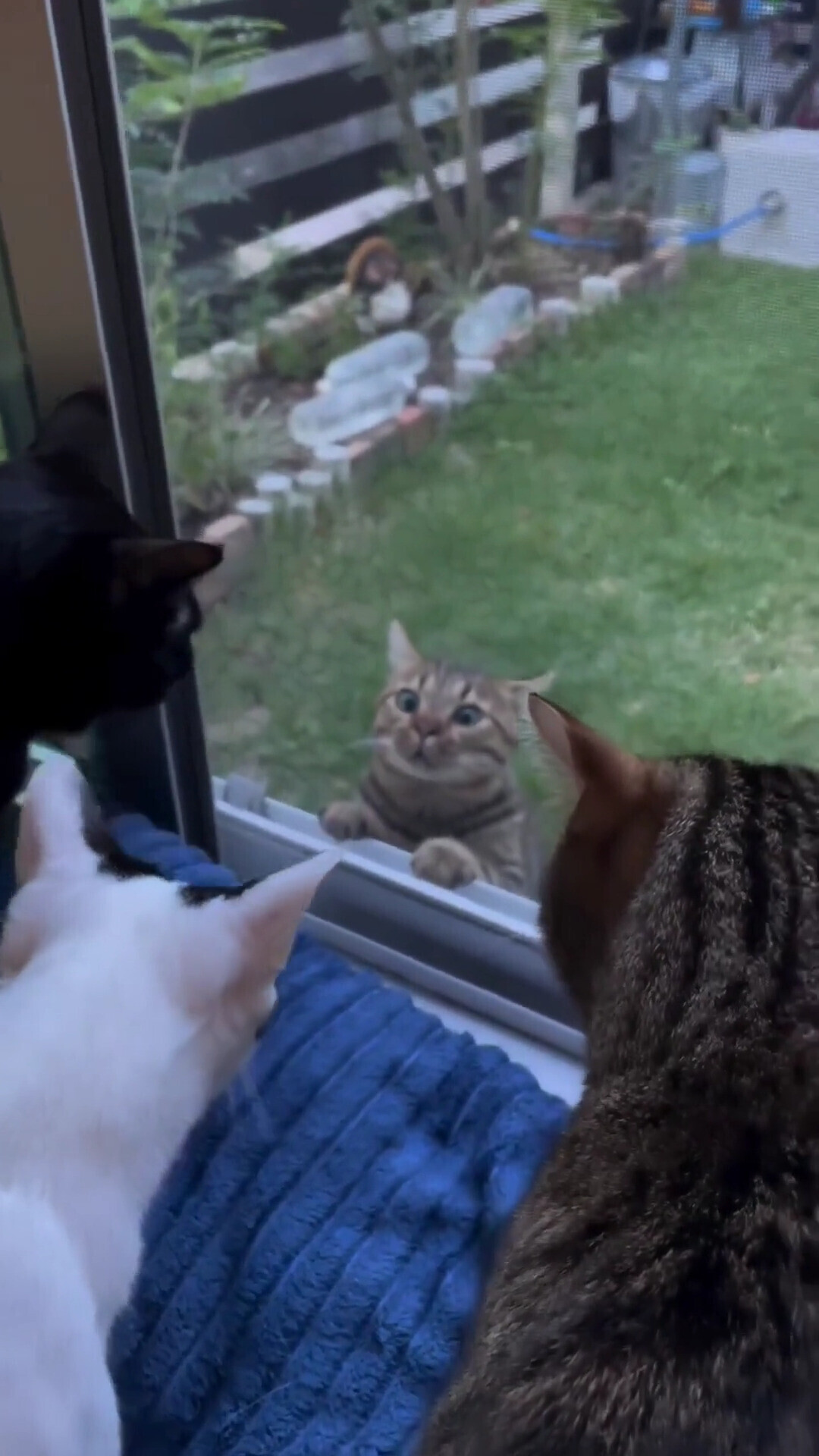 Animals Looking More Smug Than They Deserve to Be