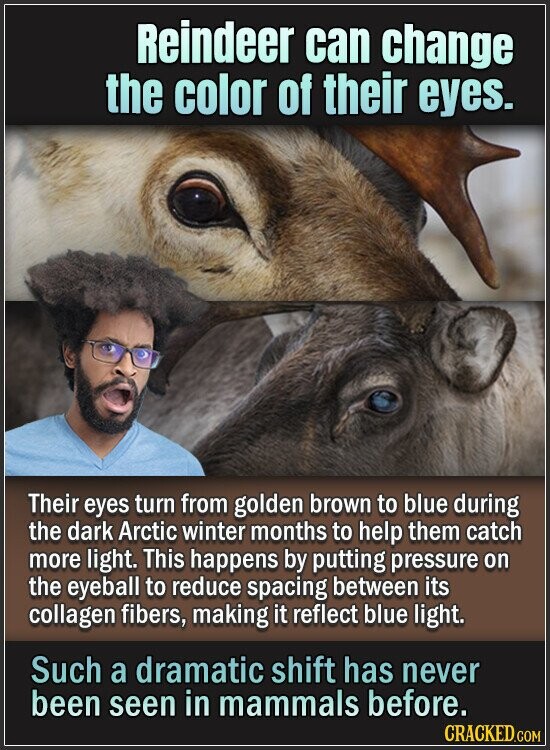 Reindeer can change the color of their eyes. Their eyes turn from golden brown to blue during the dark Arctic winter months to help them catch more light. This happens by putting pressure on the eyeball to reduce spacing between its collagen fibers, making it reflect blue light. Such a dramatic shift has never been seen in mammals before. CRACKED.COM