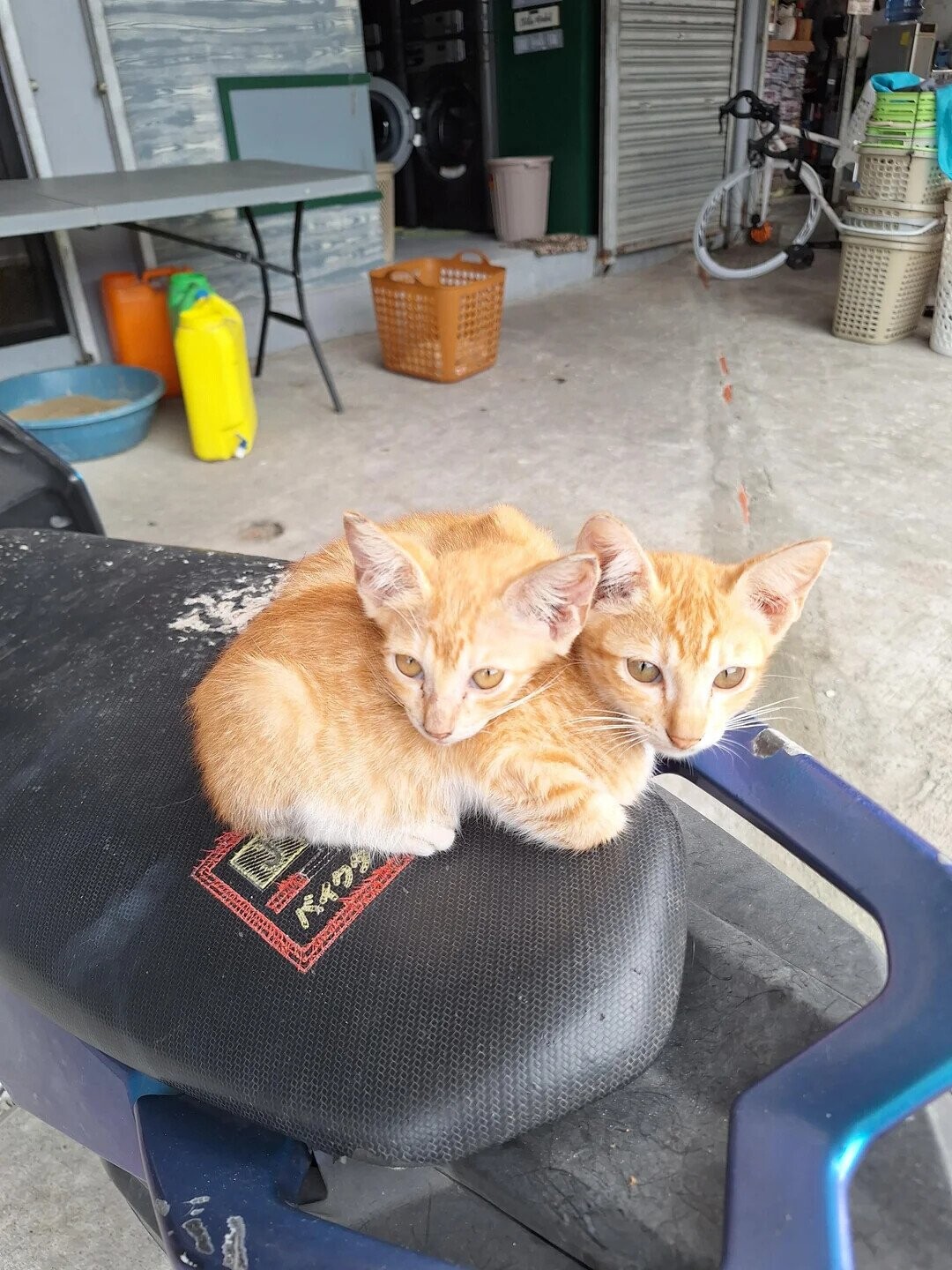 Zen to Zaney Photos Playing Tricks With Your Eyes