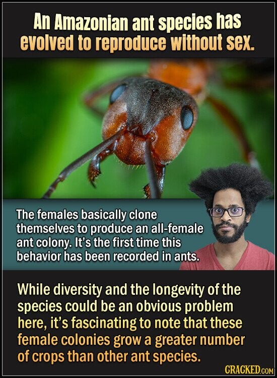 An Amazonian ant species has evolved to reproduce without sex. The females basically clone themselves to produce an all-female ant colony. It's the first time this behavior has been recorded in ants. While diversity and the longevity of the species could be an obvious problem here, it's fascinating to note that these female colonies grow a greater number of crops than other ant species. CRACKED.COM