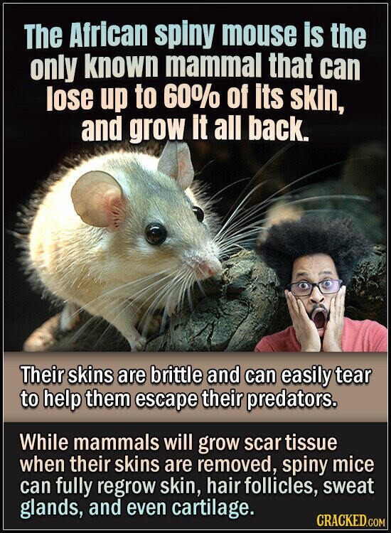 The African spiny mouse is the only known mammal that can lose up to 60% of its skin, and grow It all back. Their skins are brittle and can easily tear to help them escape their predators. While mammals will grow scar tissue when their skins are removed, spiny mice can fully regrow skin, hair follicles, sweat glands, and even cartilage. CRACKED.COM