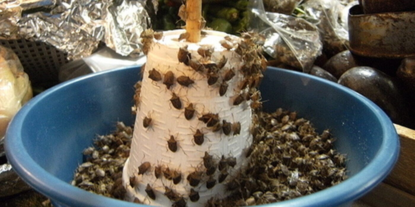 15 Creepy-Crawlies You’ve Probably Never Eaten But Should