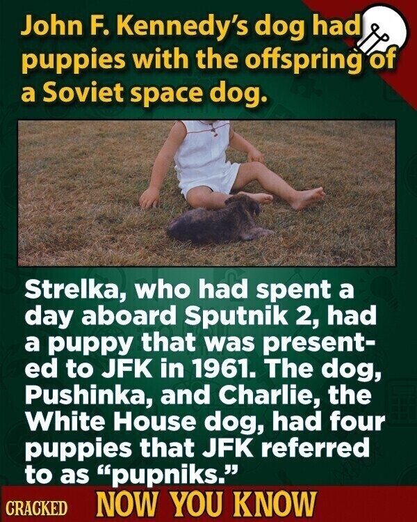 John F. Kennedy's dog had puppies with the offspring of a Soviet space dog. Strelka, who had spent a day aboard Sputnik 2, had a puppy that was present- ed to JFK in 1961. The dog, Pushinka, and Charlie, the White House dog, had four puppies that JFK referred to as pupniks. CRACKED NOW YOU KNOW