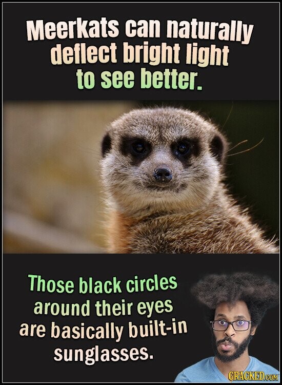 Meerkats can naturally deflect bright light to see better. Those black circles around their eyes are basically built-in sunglasses. CRACKED.COM