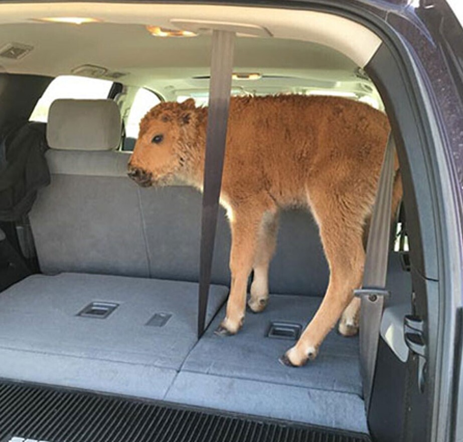 20 Tourists Showing That Travel Can't Fix Entitlement