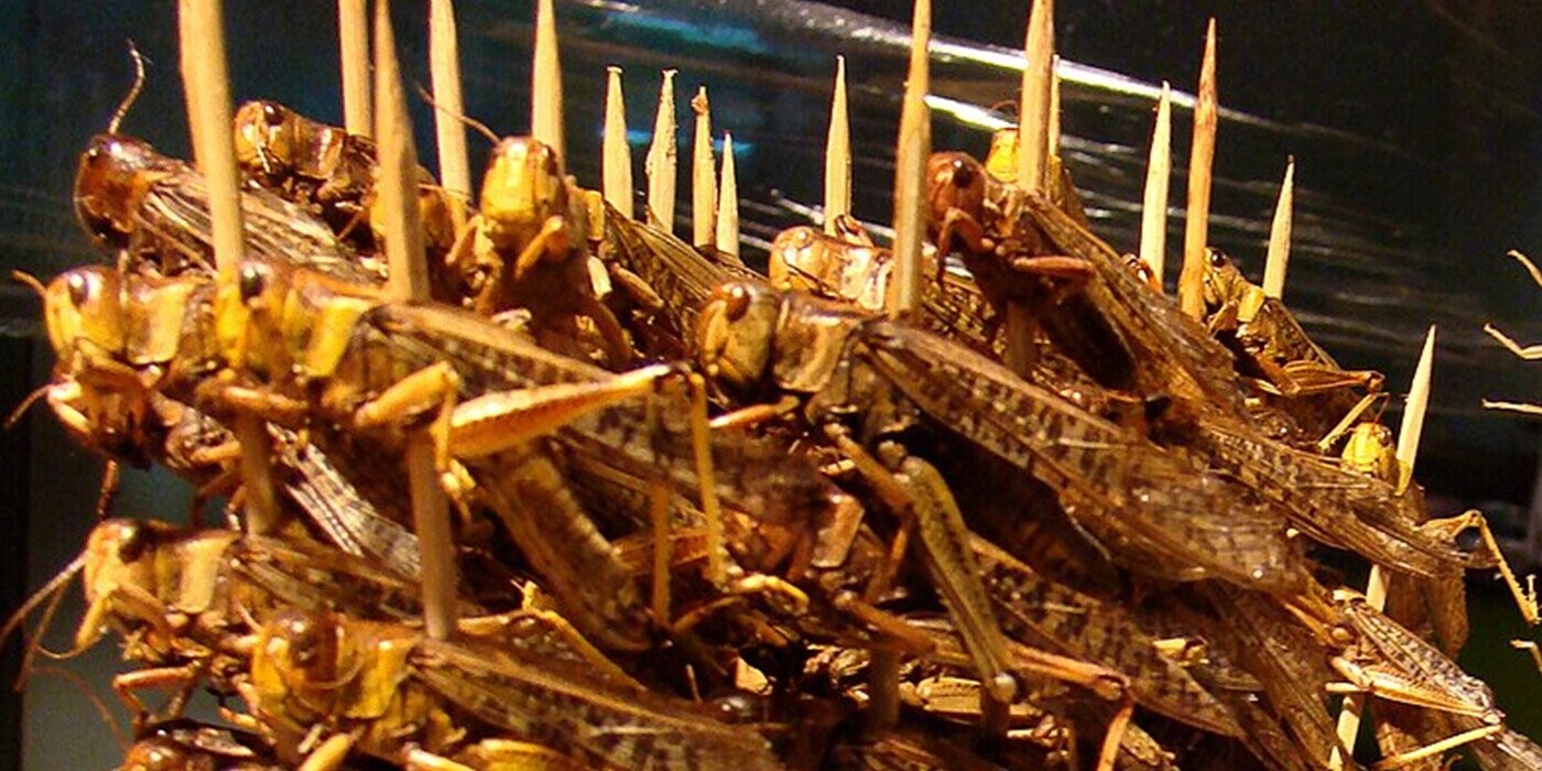 15 Creepy-Crawlies You’ve Probably Never Eaten But Should