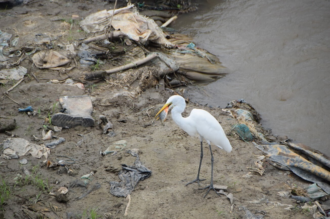Photos Showing Carnival Isn't Brazil's Only Parade