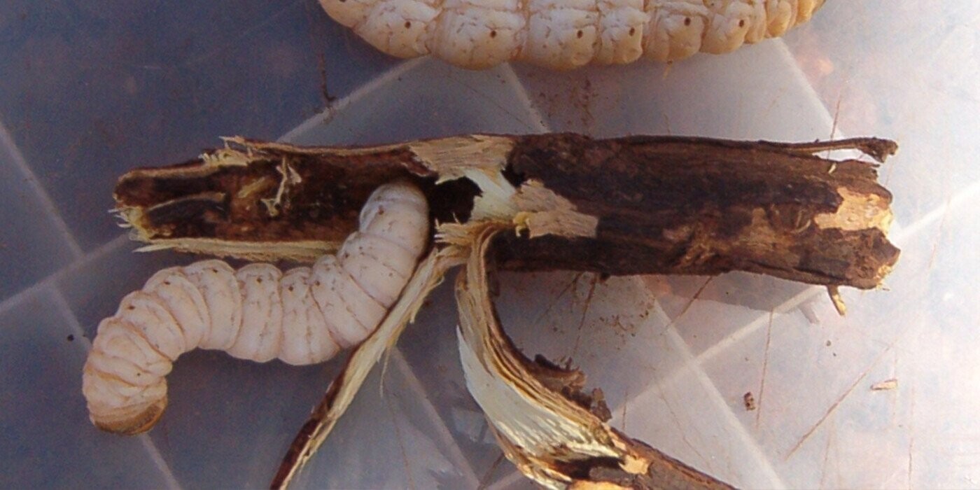 15 Creepy-Crawlies You’ve Probably Never Eaten But Should