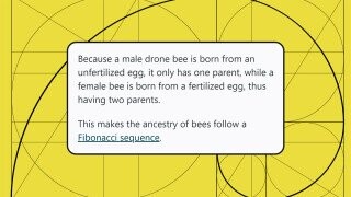 22 of the Wildest Ways the Fibonacci Sequence Occurs In Nature
