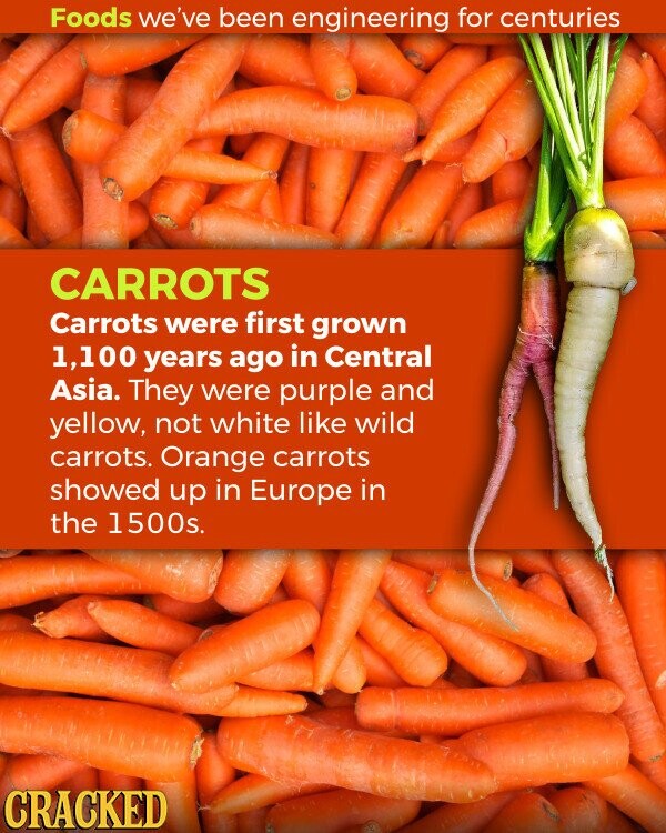 Foods we've been engineering for centuries CARROTS Carrots were first grown 1,100 years ago in Central Asia. They were purple and yellow, not white like wild carrots. Orange carrots showed up in Europe in the 1500s. CRACKED