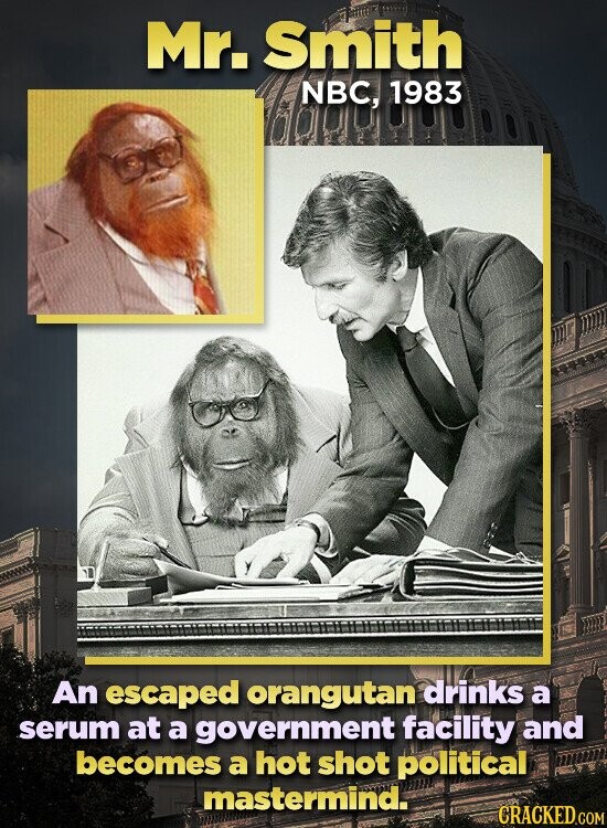 Mr. Smith NBC, 1983 An escaped orangutan drinks a serum at a government facility and becomes a hot shot political mastermind. CRACKED.COM