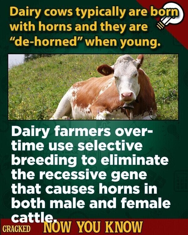 Dairy cows typically are born with horns and they are de-horned when young. Dairy farmers over- time use selective breeding to eliminate the recessive gene that causes horns in both male and female cattle. CRACKED NOW YOU KNOW