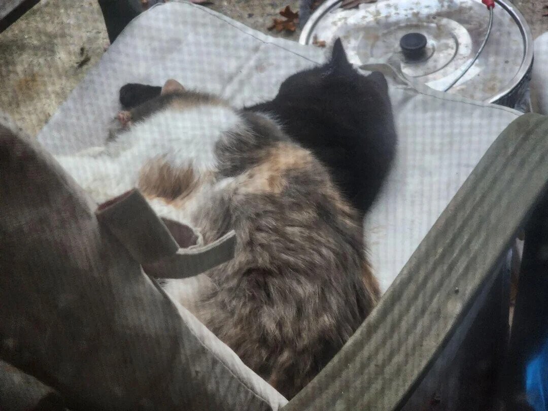 Zen to Zaney Photos Playing Tricks With Your Eyes