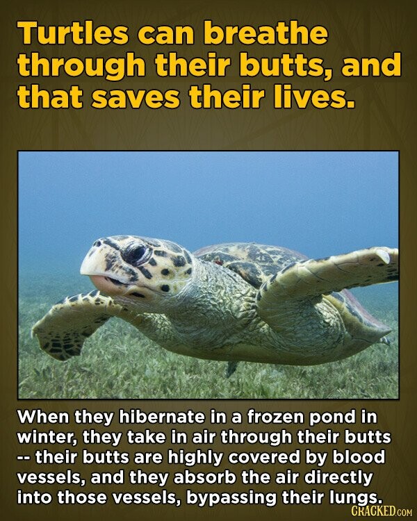 Turtles can breathe through their butts, and that saves their lives. When they hibernate in a frozen pond in winter, they take in air through their butts -- their butts are highly covered by blood vessels, and they absorb the air directly into those vessels, bypassing their lungs. CRACKED.COM