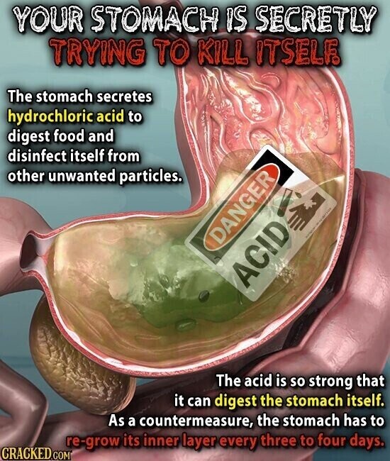 YOUR STOMACH IS SECRETLY TRYING TO KILL ITSELF. The stomach secretes hydrochloric acid to digest food and disinfect itself from other unwanted particles. | DANGER ACID The acid is so strong that it can digest the stomach itself. As a countermeasure, the stomach has to re-grow its inner layer every three to four days. CRACKED.COM