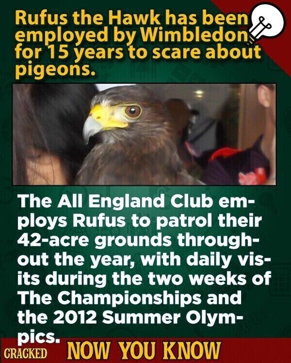 Rufus the Hawk has been employed by Wimbledon for 15 years to scare about pigeons. The All England Club em- ploys Rufus to patrol their 42-acre grounds through- out the year, with daily vis- its during the two weeks of The Championships and the 2012 Summer Olym- pics. CRACKED NOW YOU KNOW