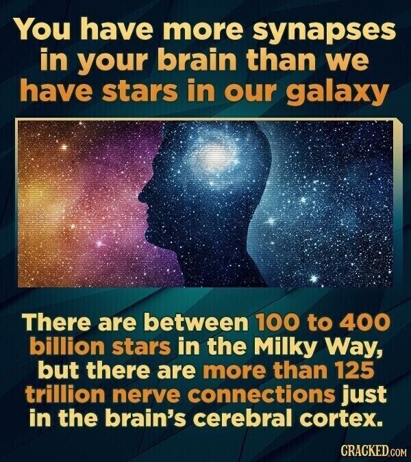 You have more synapses in your brain than we have stars in our galaxy There are between 100 to 400 billion stars in the Milky Way, but there are more than 125 trillion nerve connections just in the brain's cerebral cortex. CRACKED.COM