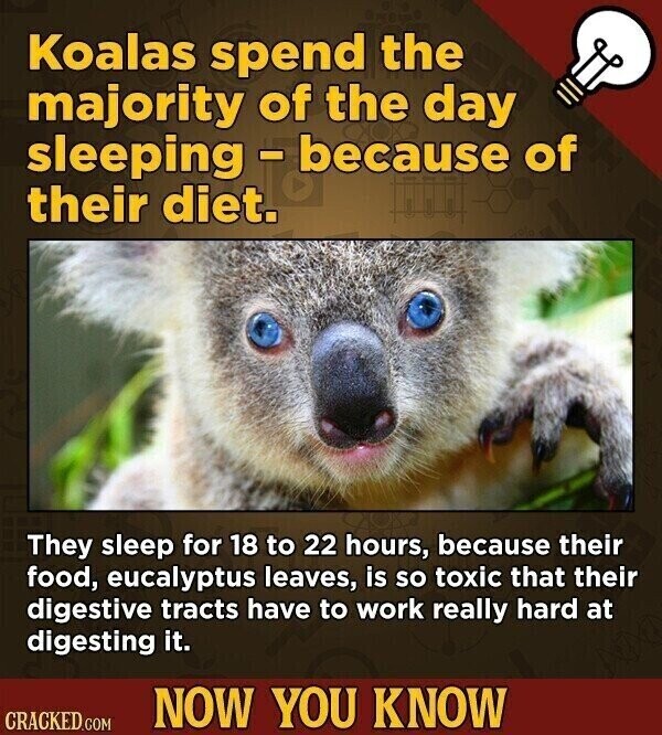 Koalas spend the majority of the day sleeping - because of their diet. They sleep for 18 to 22 hours, because their food, eucalyptus leaves, is so toxic that their digestive tracts have to work really hard at digesting it. NOW YOU KNOW CRACKED.COM