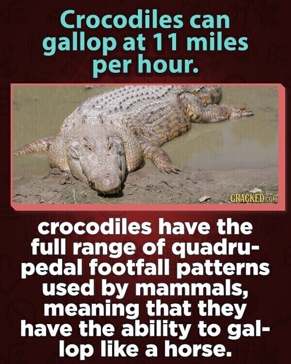 Crocodiles can gallop at 11 miles per hour. GRACKED COM crocodiles have the full range of quadru- pedal footfall patterns used by mammals, meaning that they have the ability to gal- lop like a horse.
