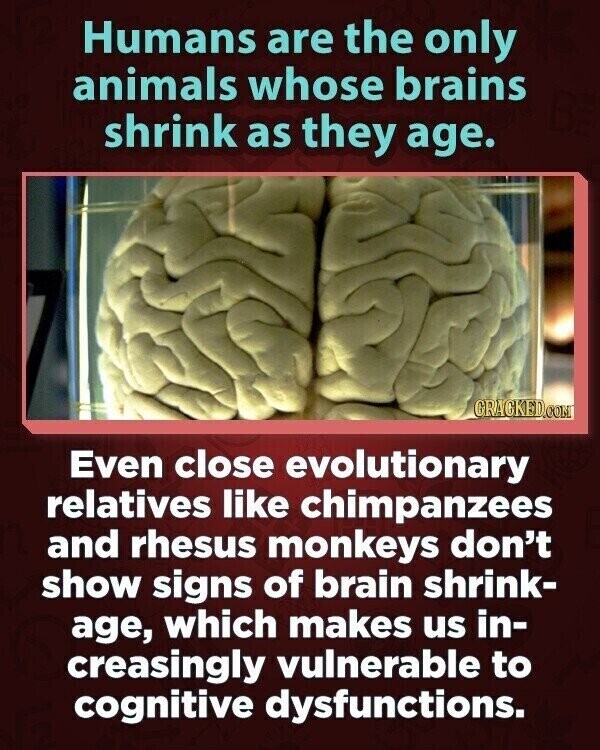 Humans are the only animals whose brains shrink as they age. GRACKED.COM Even close evolutionary relatives like chimpanzees and rhesus monkeys don't show signs of brain shrink- age, which makes us in- creasingly vulnerable to cognitive dysfunctions.