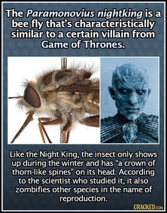 The Paramonovius nightking is a bee fly that's characteristically similar to a certain villain from Game of Thrones. Like the Night King, the insect only shows up during the winter and has a crown of thorn-like spines on its head. According to the scientist who studied it, it also zombifies other species in the name of reproduction. CRACKED.COM