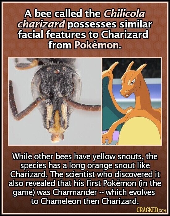 A bee called the Chilicola charizard possesses similar facial features to Charizard from Pokémon. While other bees have yellow snouts, the species has a long orange snout like Charizard. The scientist who discovered it also revealed that his first Pokémon (in the game) was Charmander-which evolves to Chameleon then Charizard. CRACKED.COM