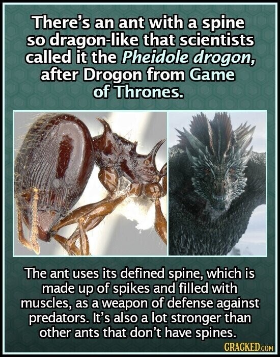 There's an ant with a spine so dragon-like that scientists called it the Pheidole drogon, after Drogon from Game of Thrones. The ant uses its defined spine, which is made up of spikes and filled with muscles, as a weapon of defense against predators. It's also a lot stronger than other ants that don't have spines. CRACKED.COM