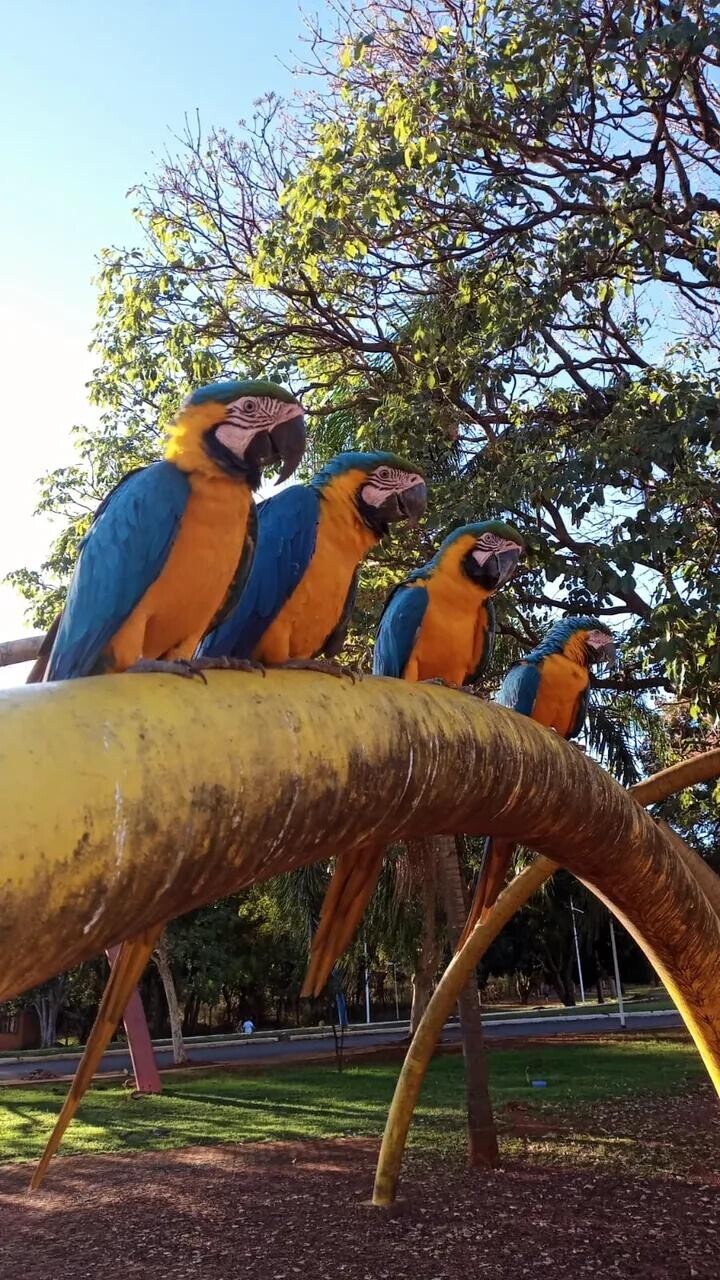 Photos Showing Carnival Isn't Brazil's Only Parade