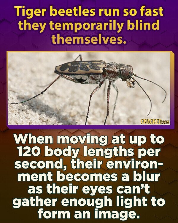 Tiger beetles run so fast they temporarily blind themselves. GRACKED.COM When moving at up to 120 body lengths per second, their environ- ment becomes a blur as their eyes can't gather enough light to form an image.