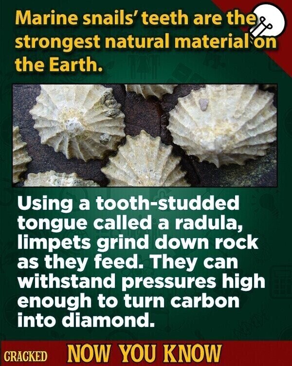 Marine snails' teeth are the strongest natural material on the Earth. Using a tooth-studded tongue called a radula, limpets grind down rock as they feed. They can withstand pressures high enough to turn carbon into diamond. CRACKED NOW YOU KNOW