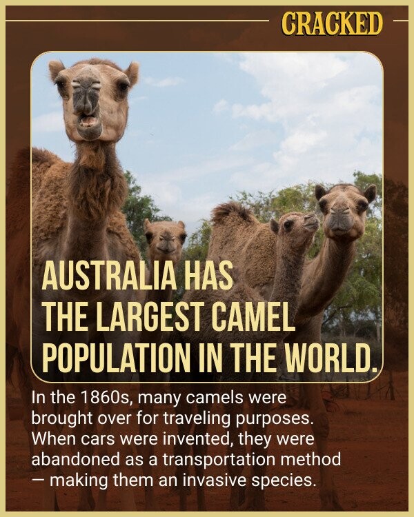 CRACKED AUSTRALIA HAS THE LARGEST CAMEL POPULATION IN THE WORLD. In the 1860s, many camels were brought over for traveling purposes. When cars were invented, they were abandoned as a transportation method -making them an invasive species.