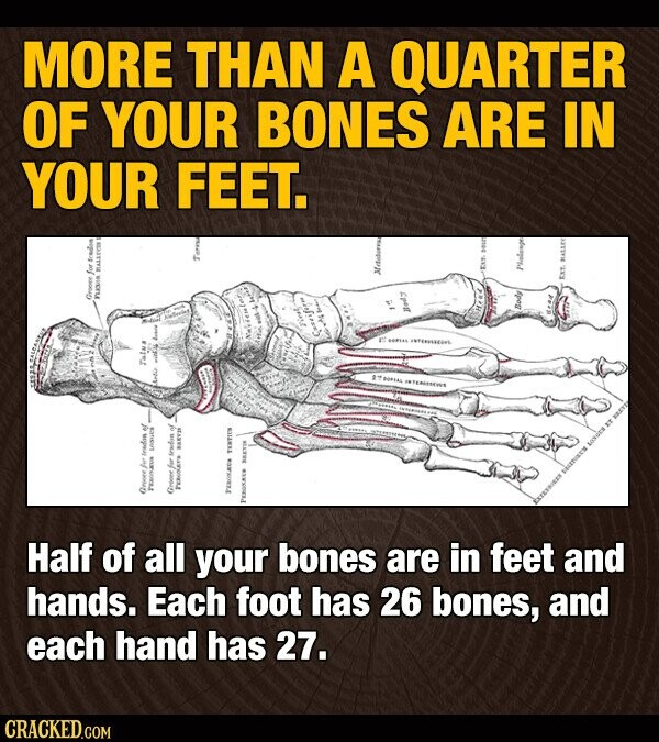 MORE THAN A QUARTER YOUR FEET. OF YOUR BONES ARE IN CRACKED.COM Half of all your bones are in feet and hands. Each foot has 26 bones, and each hand has 27. Groope for Bradon Publis Talua Groope for tradine of Premium LANGO Artic with . beach Grooper for Sendon of PEROXATA PARKS Terra TENTICS BAKTIN Guseifire - from BORIAL INTERNSTCHE INTERNATIONS Body Hie EXT pour Body Pholenge EXTESSIRES IT BRAYT dead Ext MASSEY