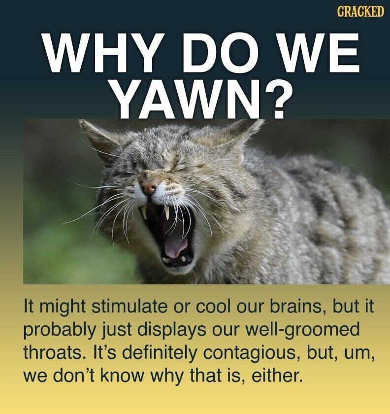 CRACKED WHY DO WE YAWN? It might stimulate or cool our brains, but it probably just displays our well-groomed throats. It's definitely contagious, but, um, we don't know why that is, either.